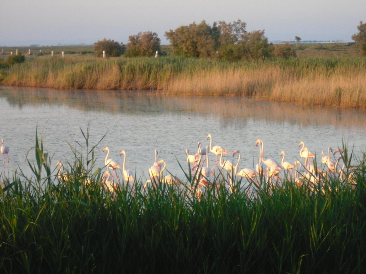 Chambre Les Flamants, Avec Vue Imprenable Sur Les Etangs, Les Oiseaux, La Nature, Petit Dejeuner Compris Сент-Мари-де-ла-Мер Экстерьер фото