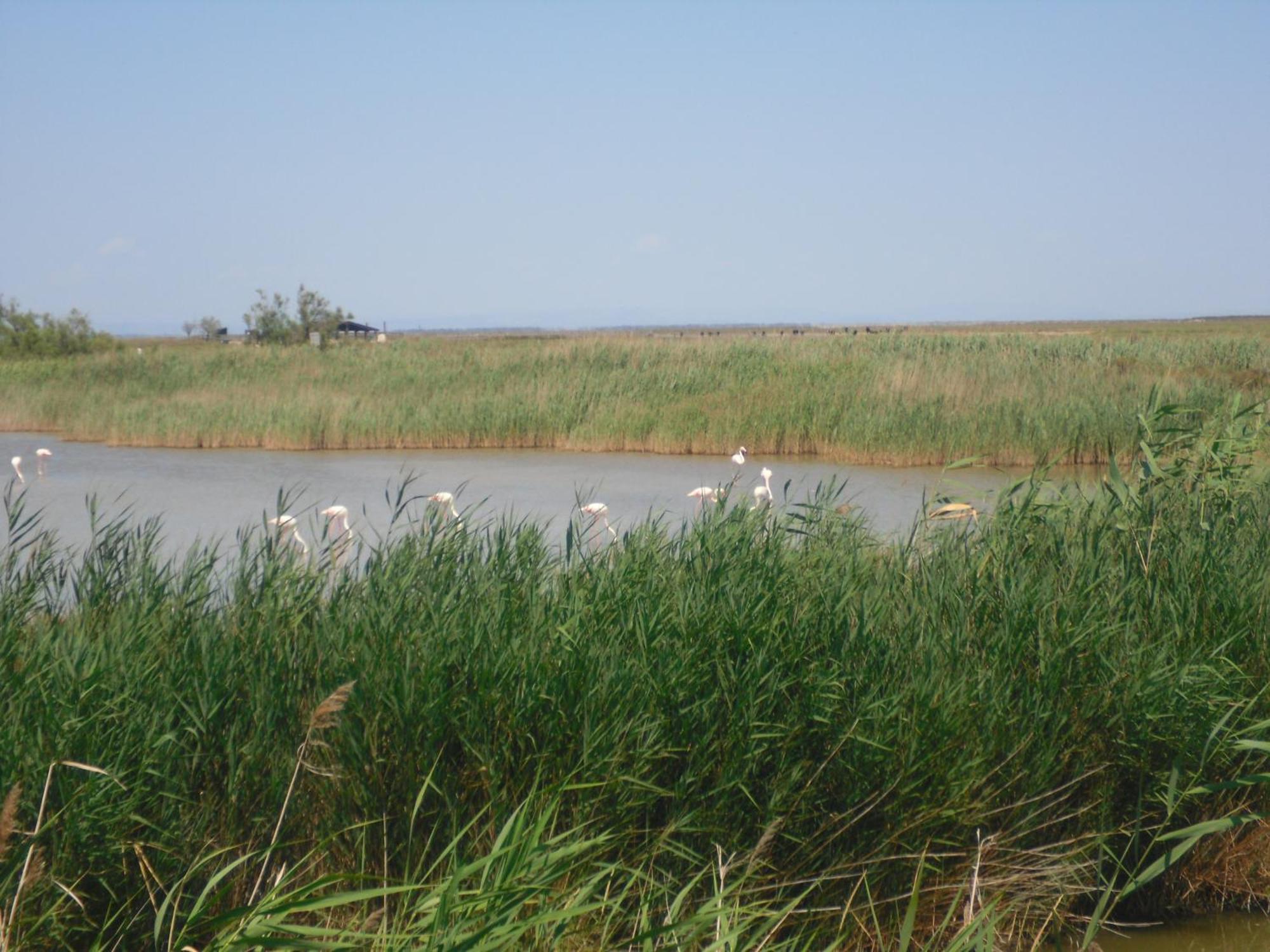 Chambre Les Flamants, Avec Vue Imprenable Sur Les Etangs, Les Oiseaux, La Nature, Petit Dejeuner Compris Сент-Мари-де-ла-Мер Экстерьер фото